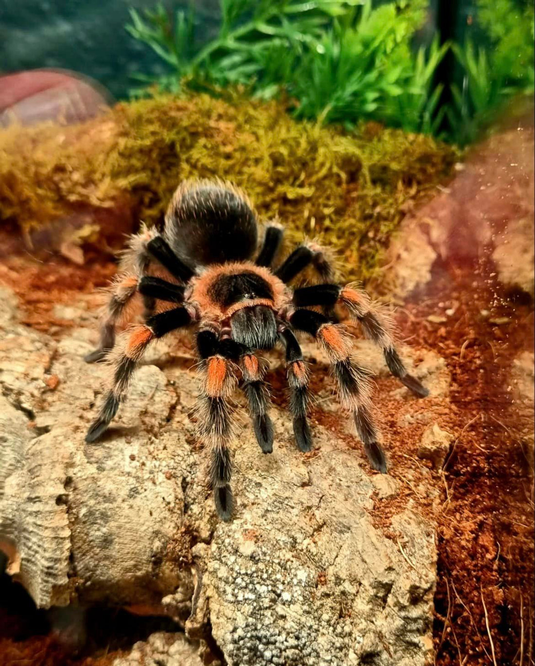 Tarantula