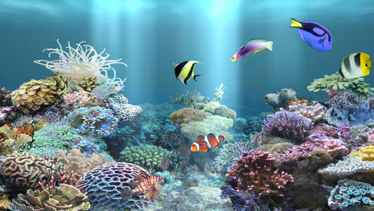 Unlocking the Health Secrets of Having an Aquarium at Home