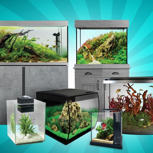 Dive into the World of Fish Tanks!