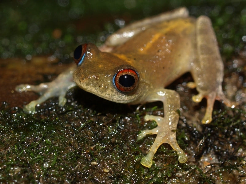 A remarkable species of tree frog known as Boophis marojezensis