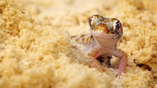 Scientists uncover ‘sixth sense’ in geckos – and they say it could help humans with hearing disorders