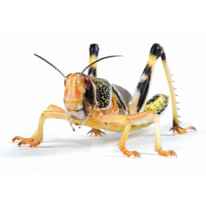 Locusts @ Aquapet