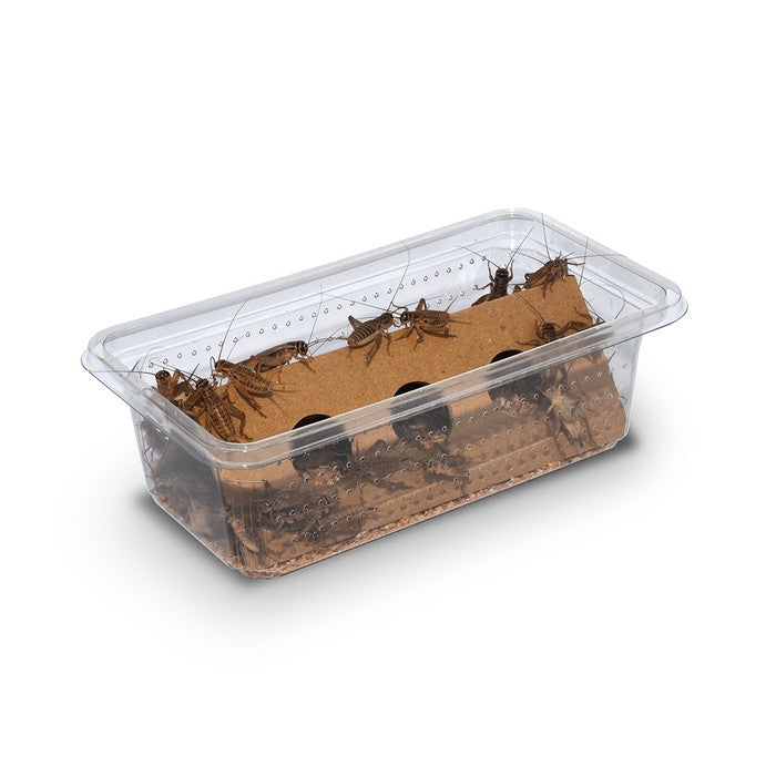 Crickets (BROWN) @ Aquapet