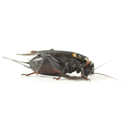 Crickets (BLACK) @ Aquapet