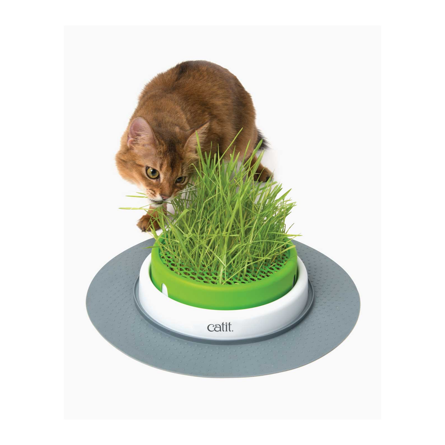 Catit Senses 2.0 Grass Planter